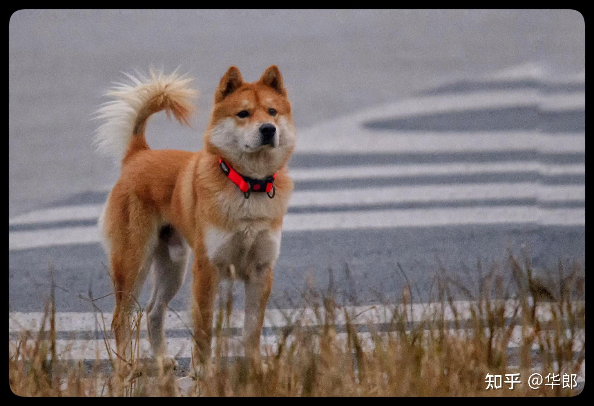 澳洲野狗和中华田园犬图片