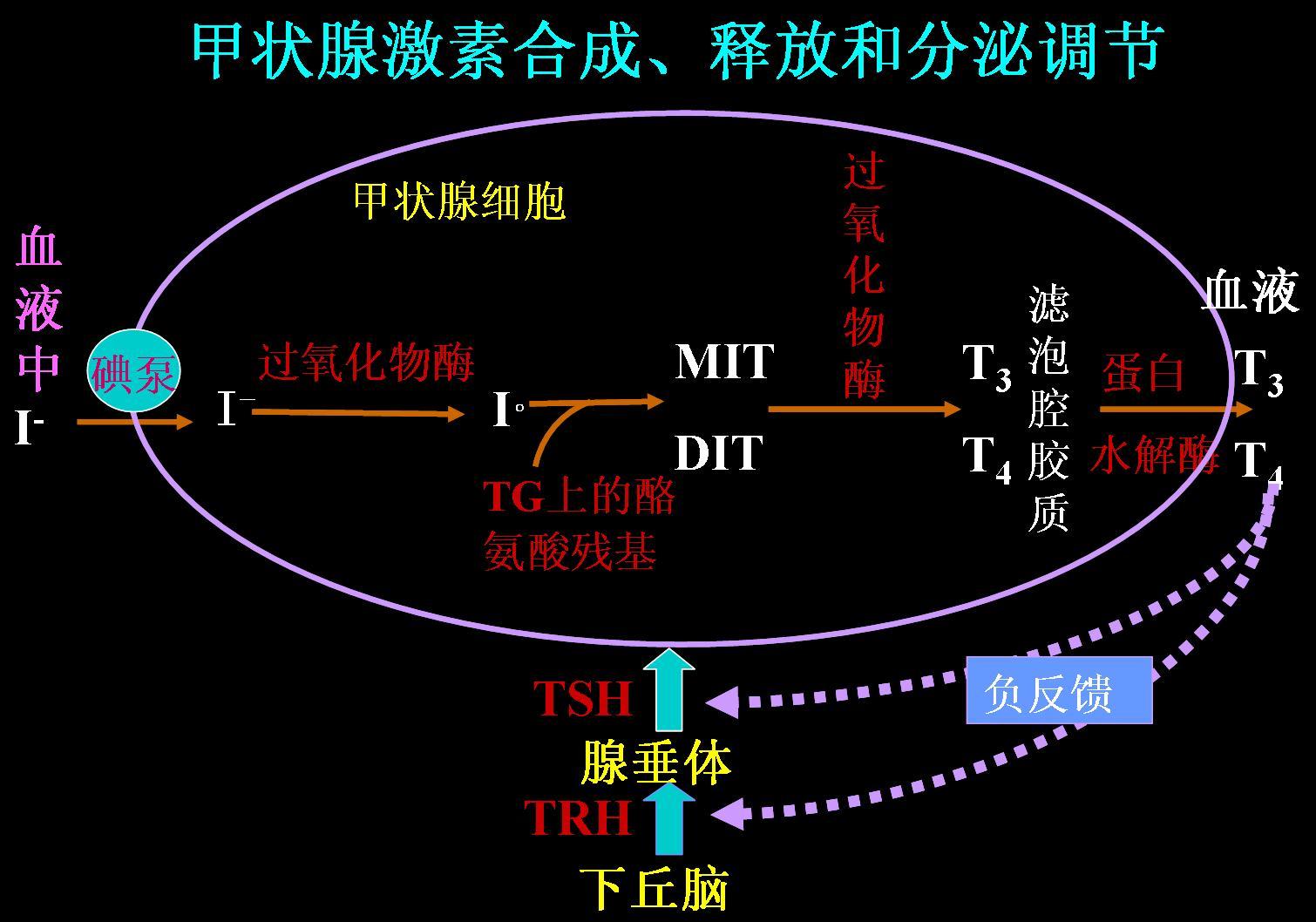 三碘甲状腺原氨酸对减脂有帮助?