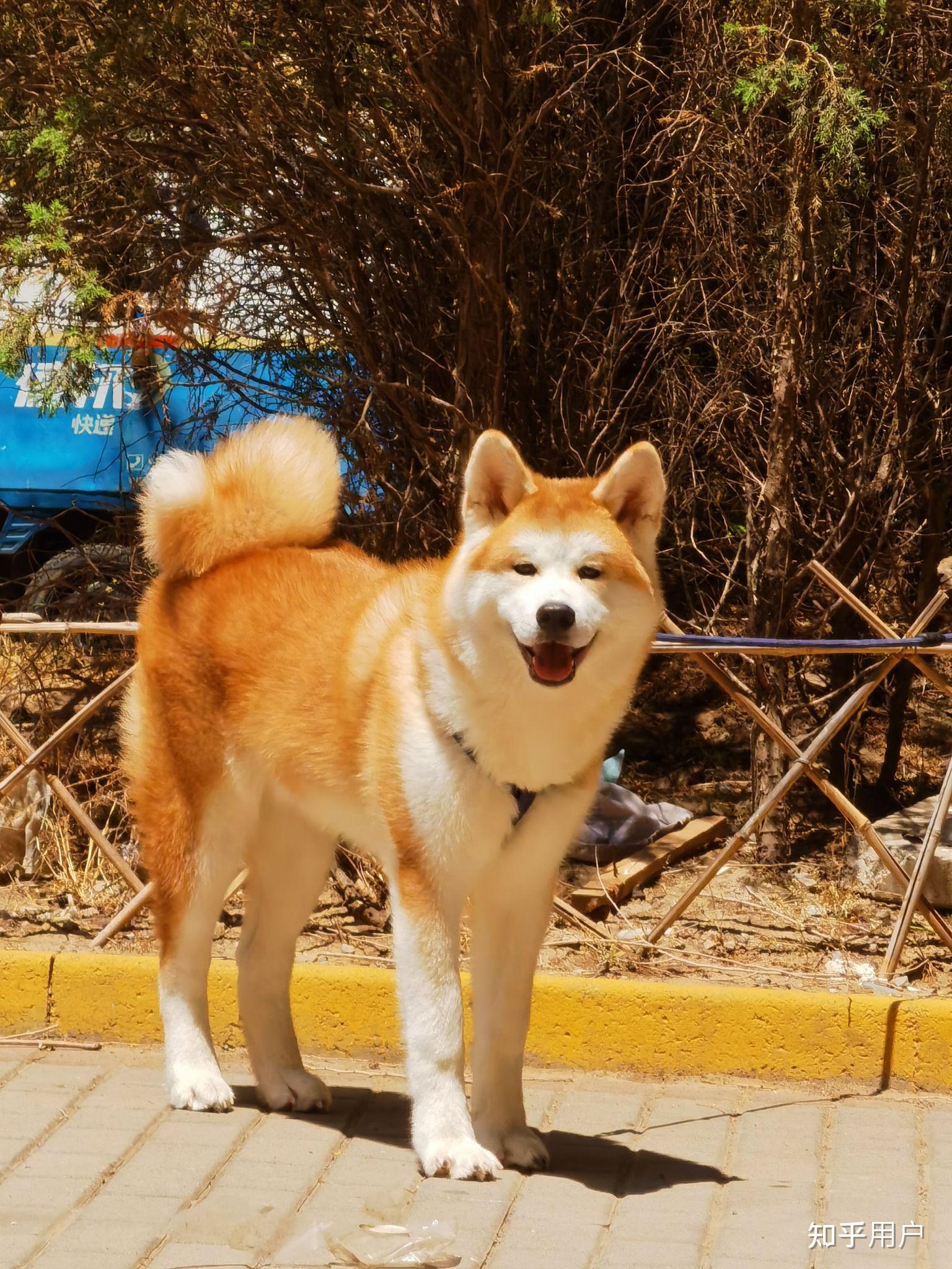 为什么养秋田犬的人这么少?