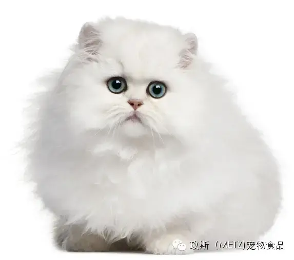 世界名猫品种有哪些? - 知乎