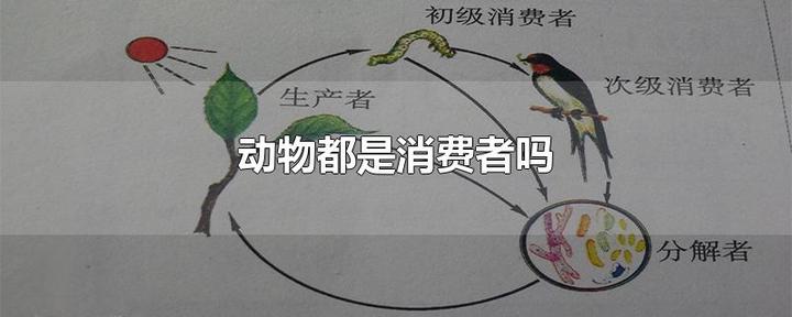 所有动物都是消费者吗