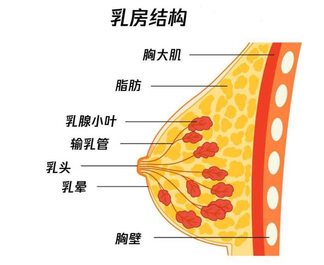 女生可不可以通過練胸肌豐胸