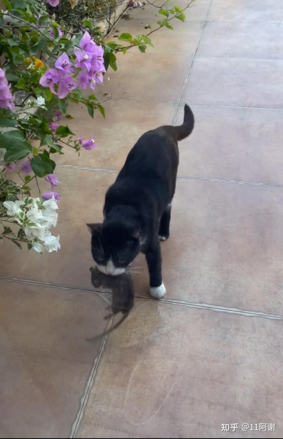 这是什么品种的猫是美短黑白么