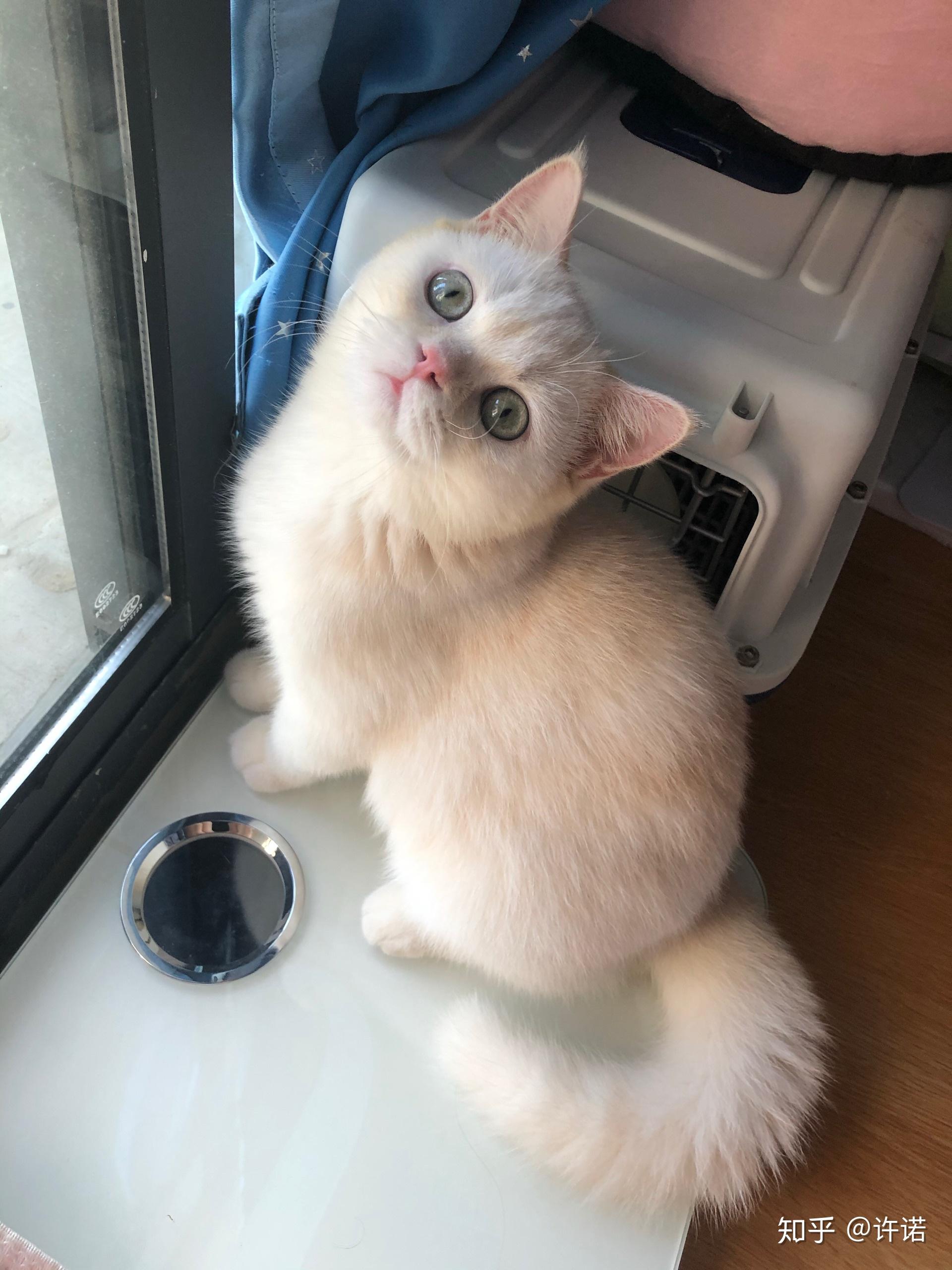 关于凯米尔色猫的基因和眼色