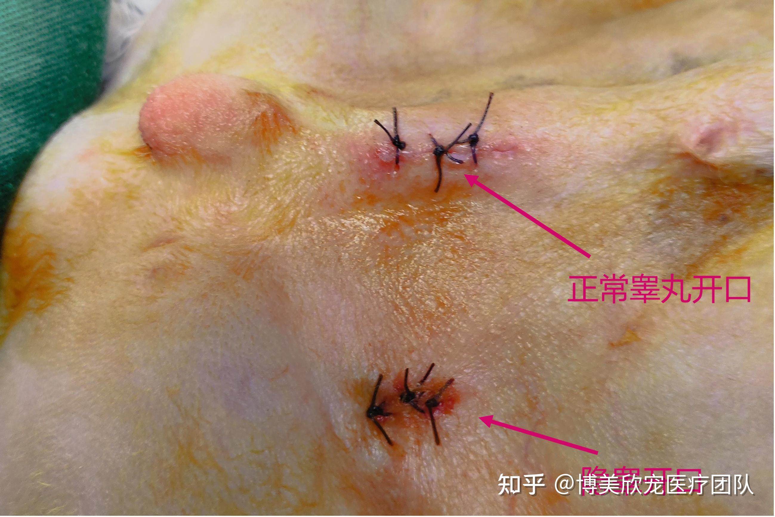 犬腹股沟隐睾手术图解图片