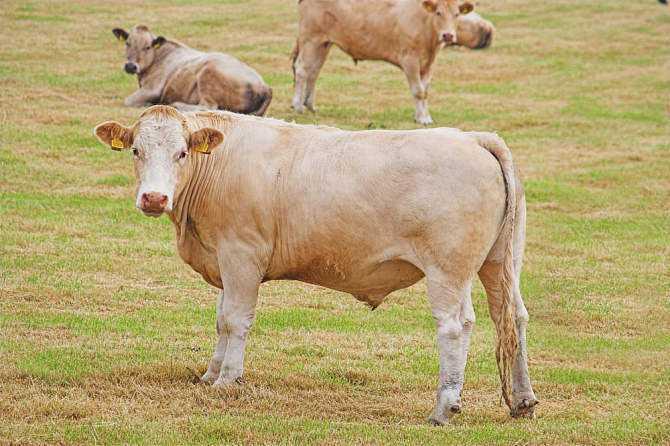向采食低或高饲草日粮的小阉牛饲喂湿酒糟对其生产性能牛肉大理石花纹