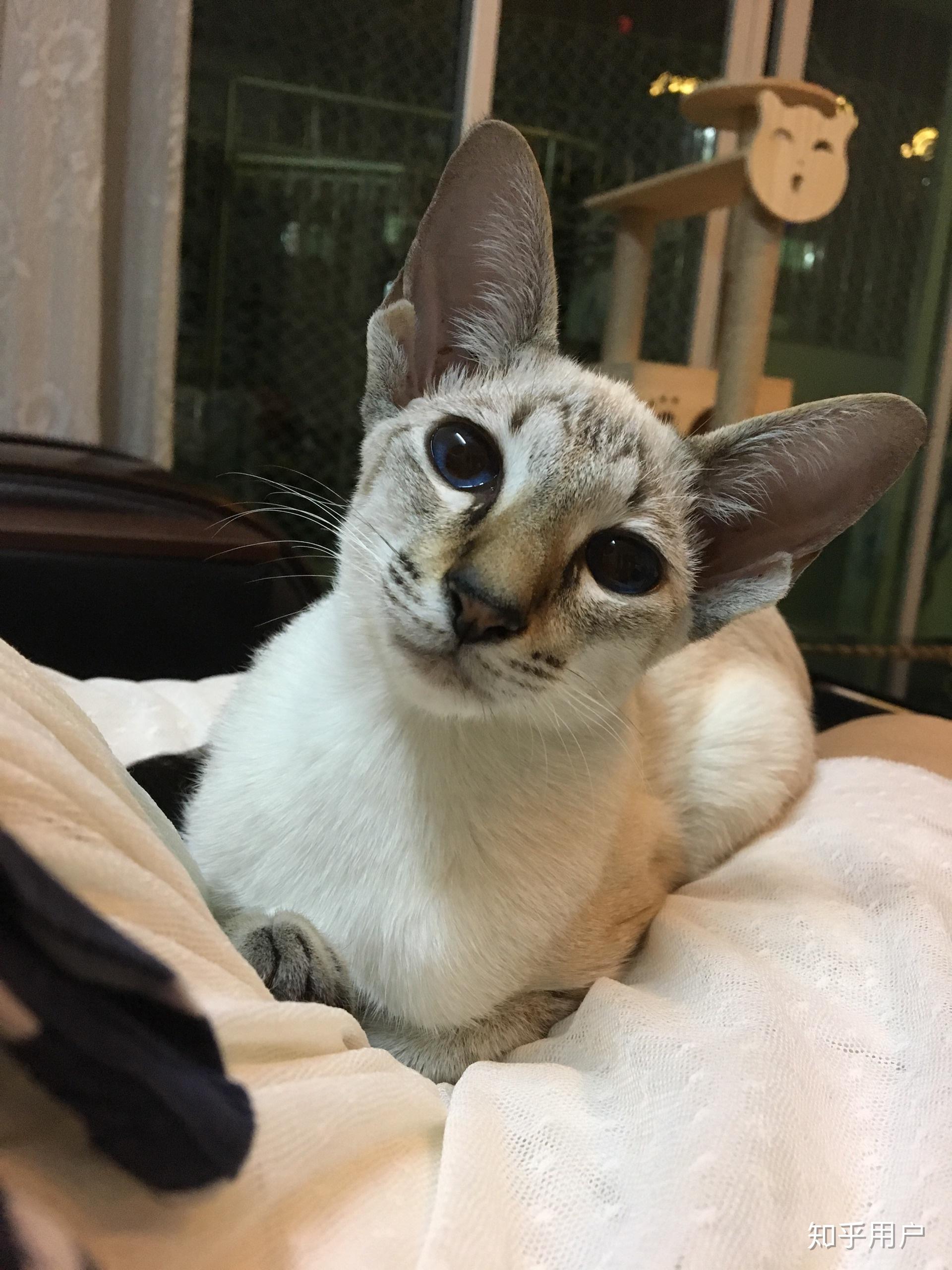 养东短东方短毛猫是什么体验