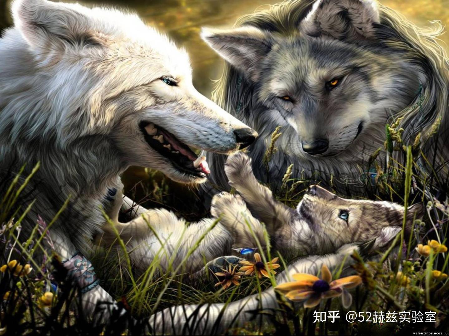 狼群只有狼王有交配权,低级狼没有,那它们是如何繁衍后代的? - 知乎