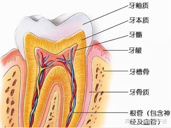 牙釉质是什么图片