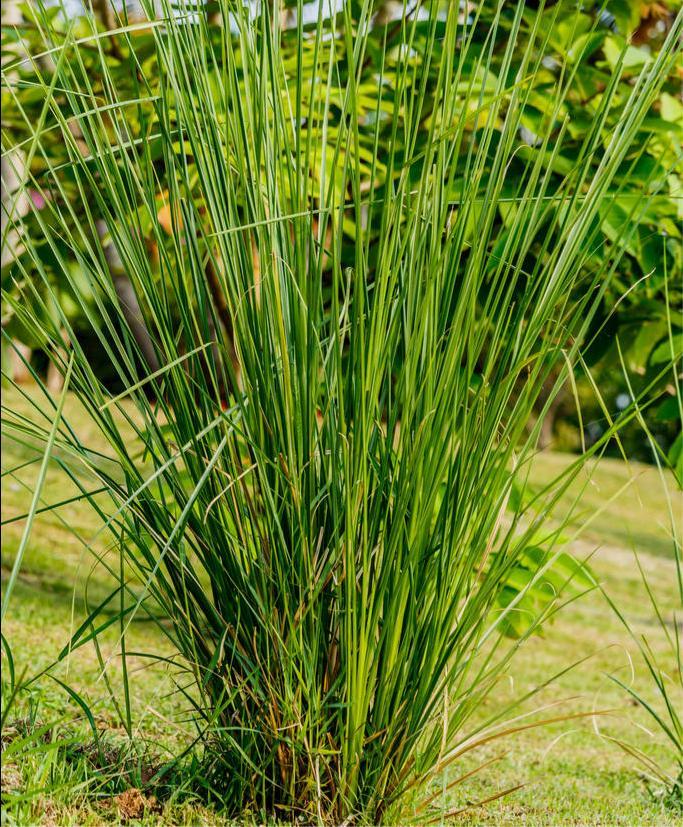 理想的水土保持植物树种香根草植物非试管高效快繁技术快繁香根草