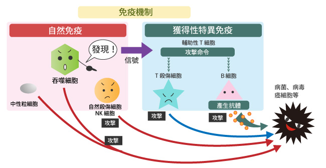 新冠病毒的无症状感染者是由于免疫力太强还是太弱