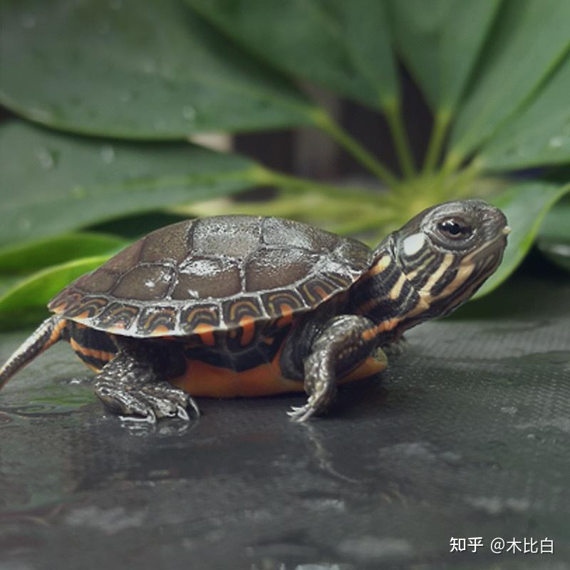 有哪些龟越长越漂亮,特别是成年后,除了草龟? - 知乎