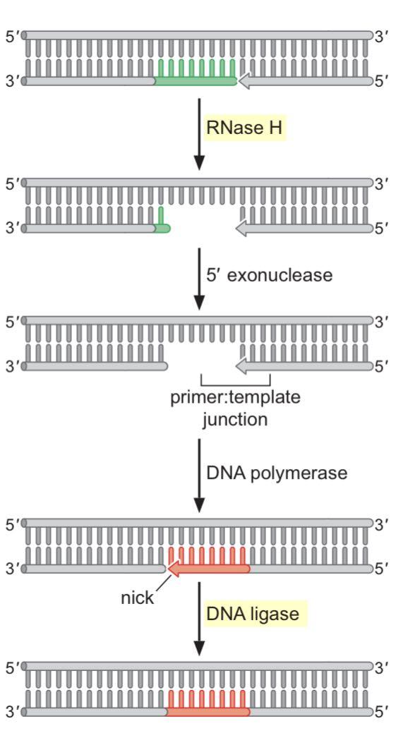 端粒和DNA链的5端有什么关系呢? - 知乎