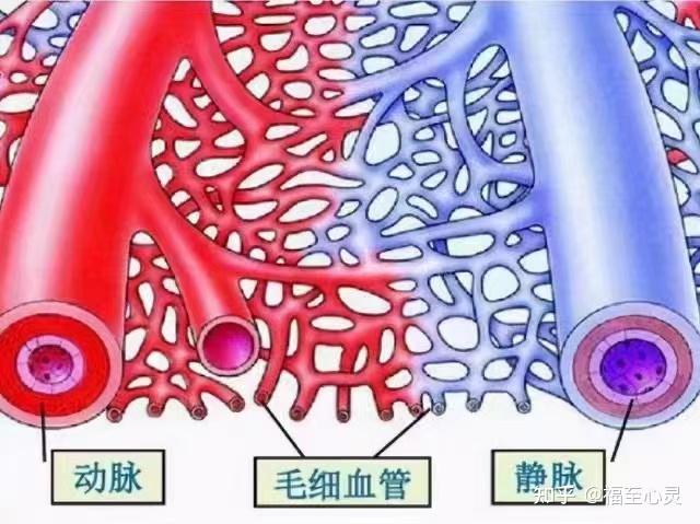 血管的三种类型 - 知乎