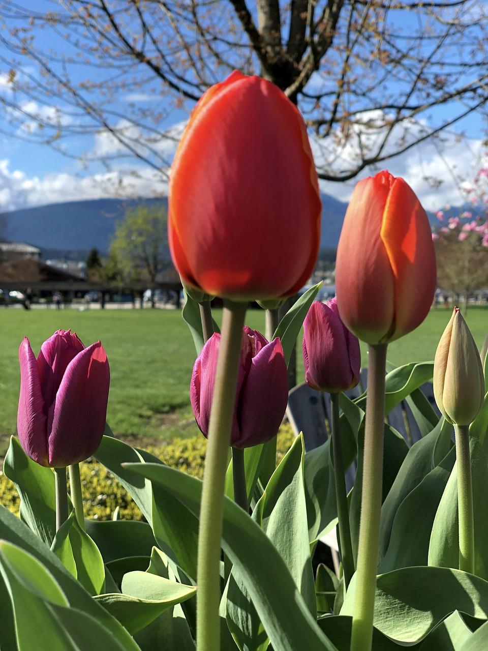 郁金香花什么时候开