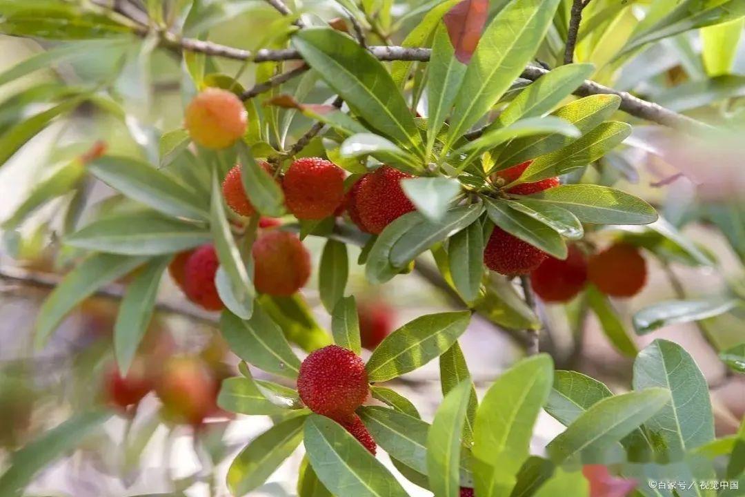 【杨梅树种植指南：如何为杨梅树施用最佳肥料】 - 知乎