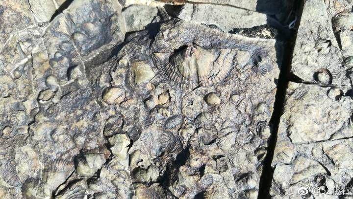 求教一下这种化石是由什么海洋生物形成的