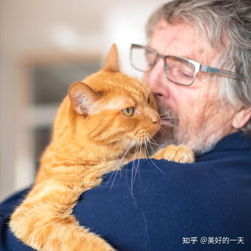 原来养猫“有助于长寿”,是有科学证明的,不是忽悠人! - 知乎