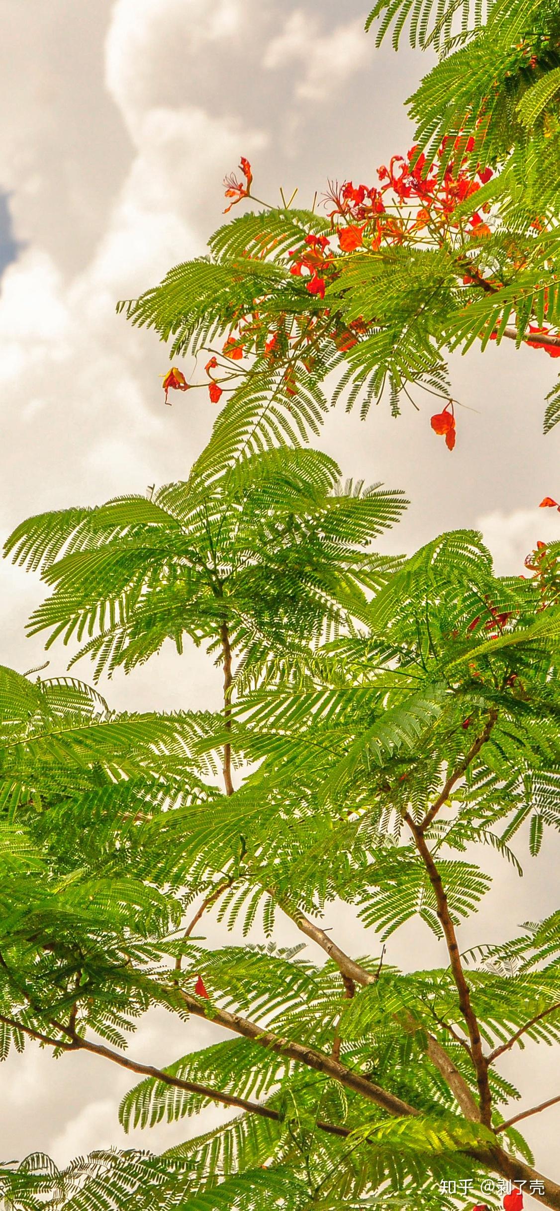 有没有绿色系的好看的壁纸