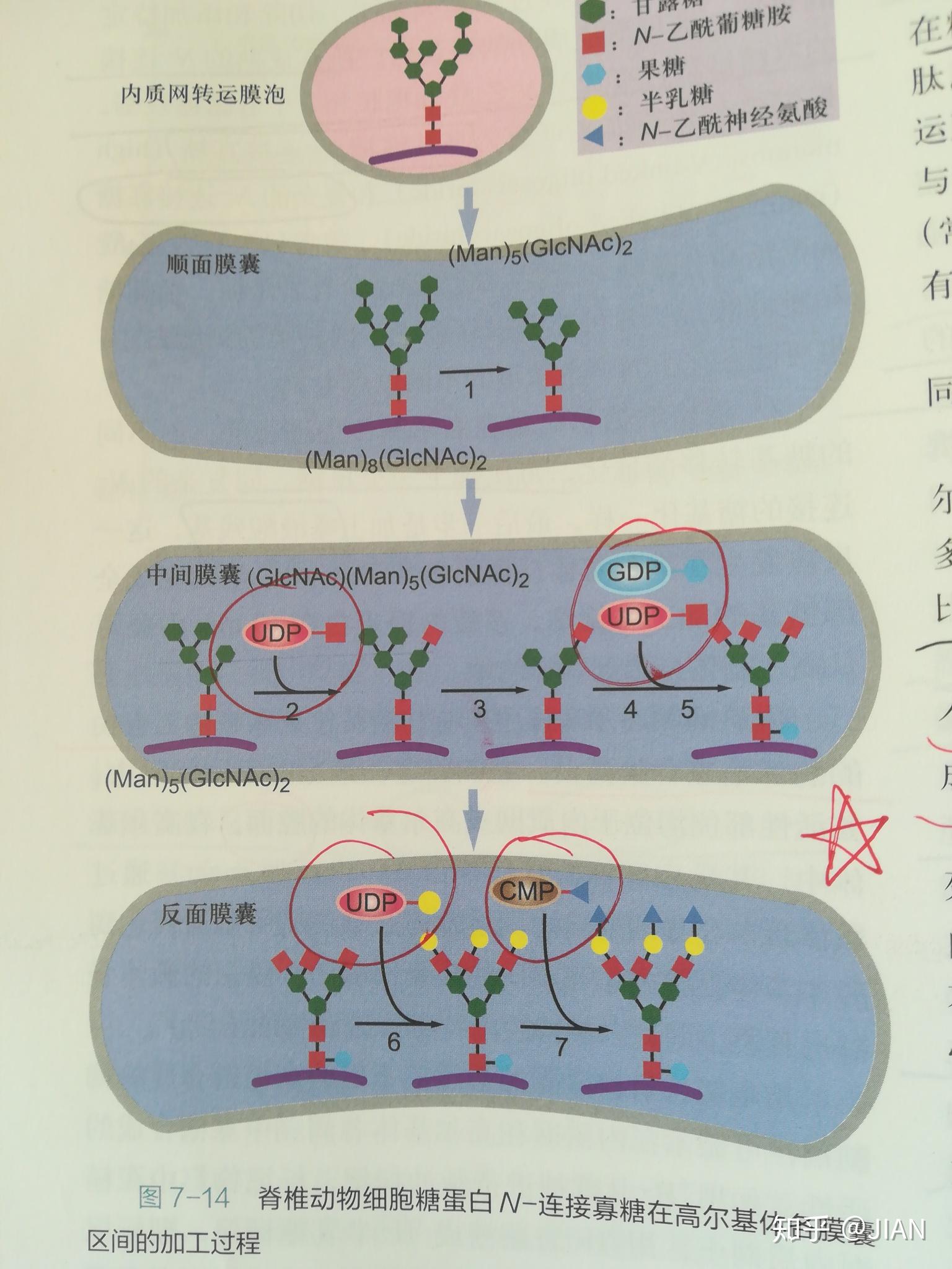 高尔基体和内质网图片