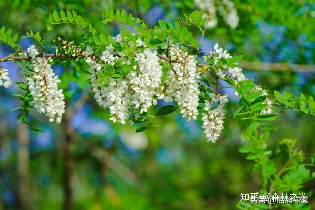 槐树花一年到底开几次? - 知乎