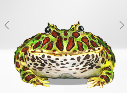 角蛙品种之一钟角蛙