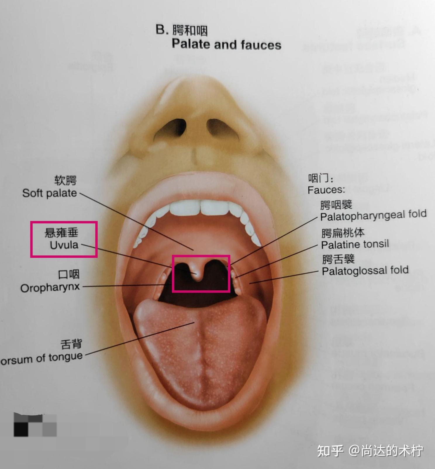 知道喉咙上边那个小圆球叫什么吗?