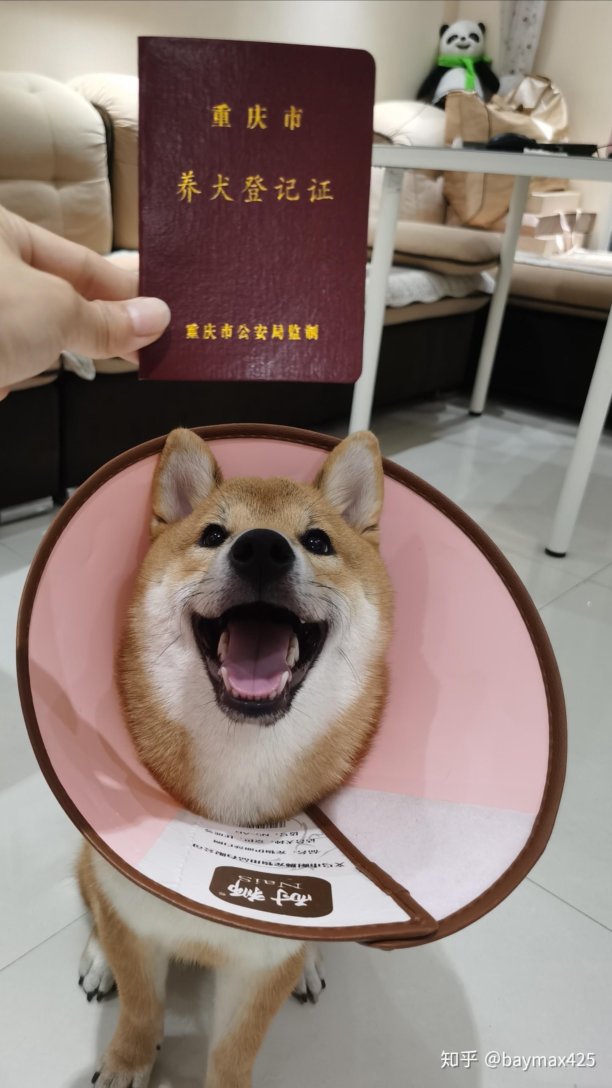 重庆办狗证需要多少钱