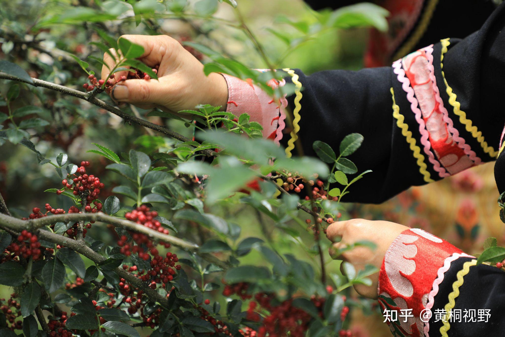 一亩地种什么效益高(一亩地种什么效益高一点)