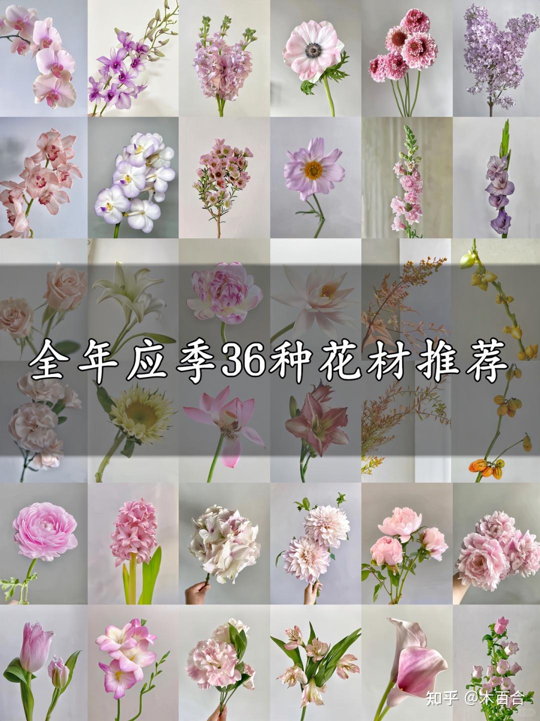 精选36种应季花材,帮你解决选花困难症! - 知乎