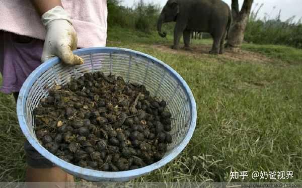 如何回答孩子為什麼有貓屎咖啡沒有狗屎咖啡和兔屎咖啡