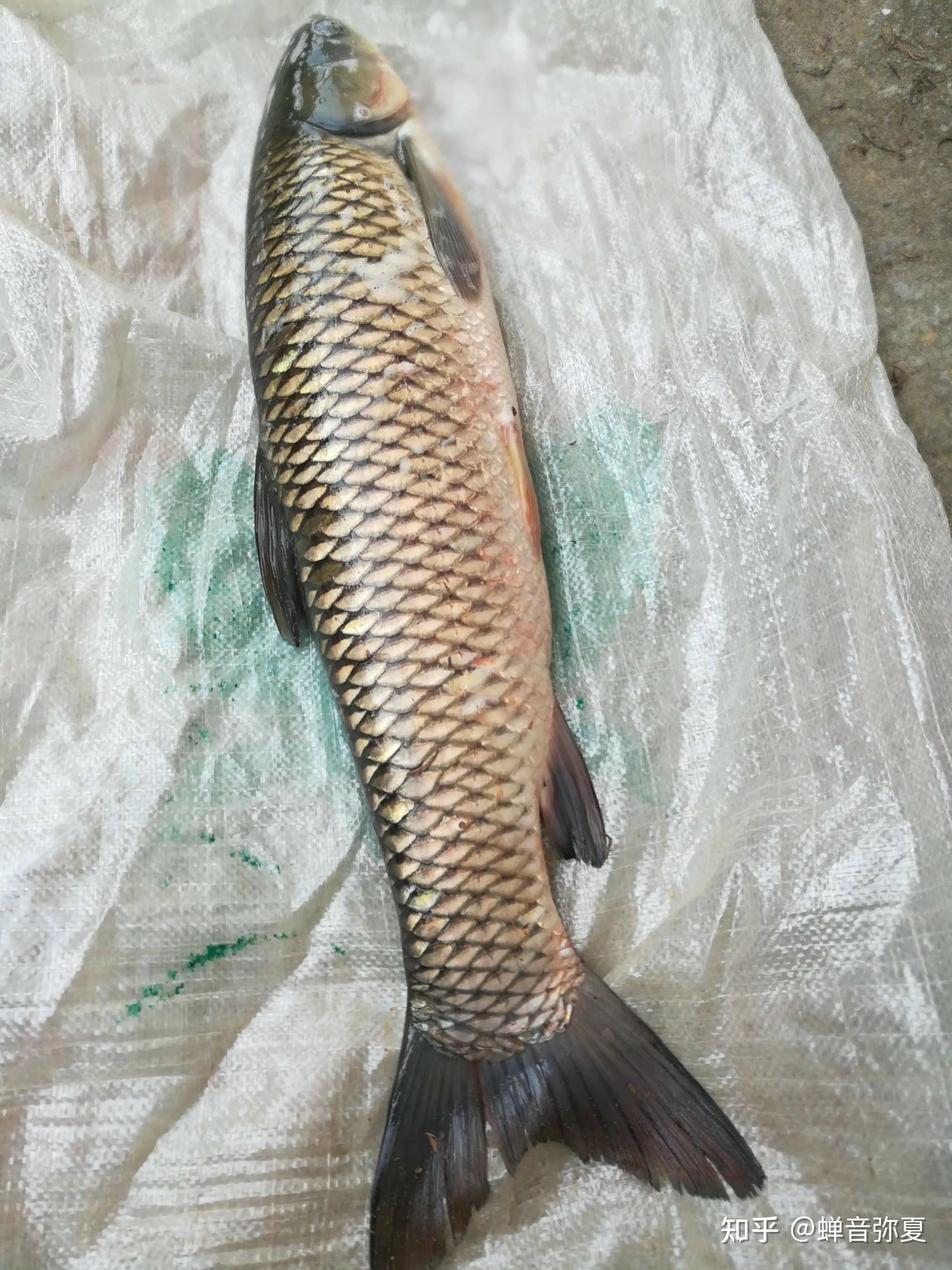 青鱼的食用价值怎么样?