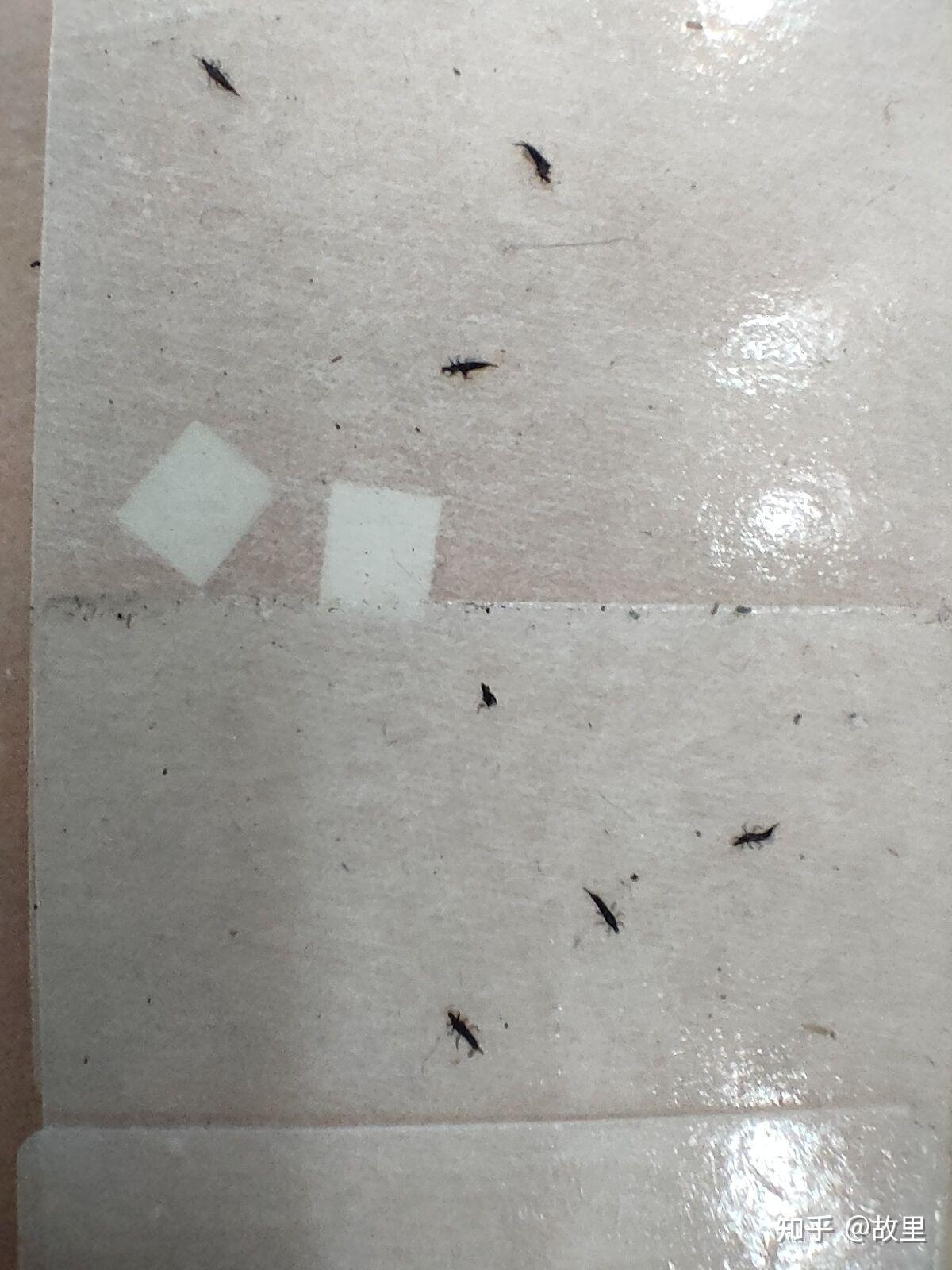 这个虫是什么呀黑黑的尾巴还尖尖的会飞