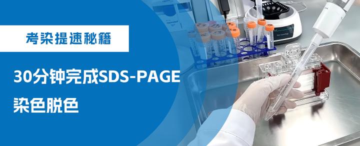 考染提速秘籍:30分钟完成SDS-PAGE染色脱色 - 知乎