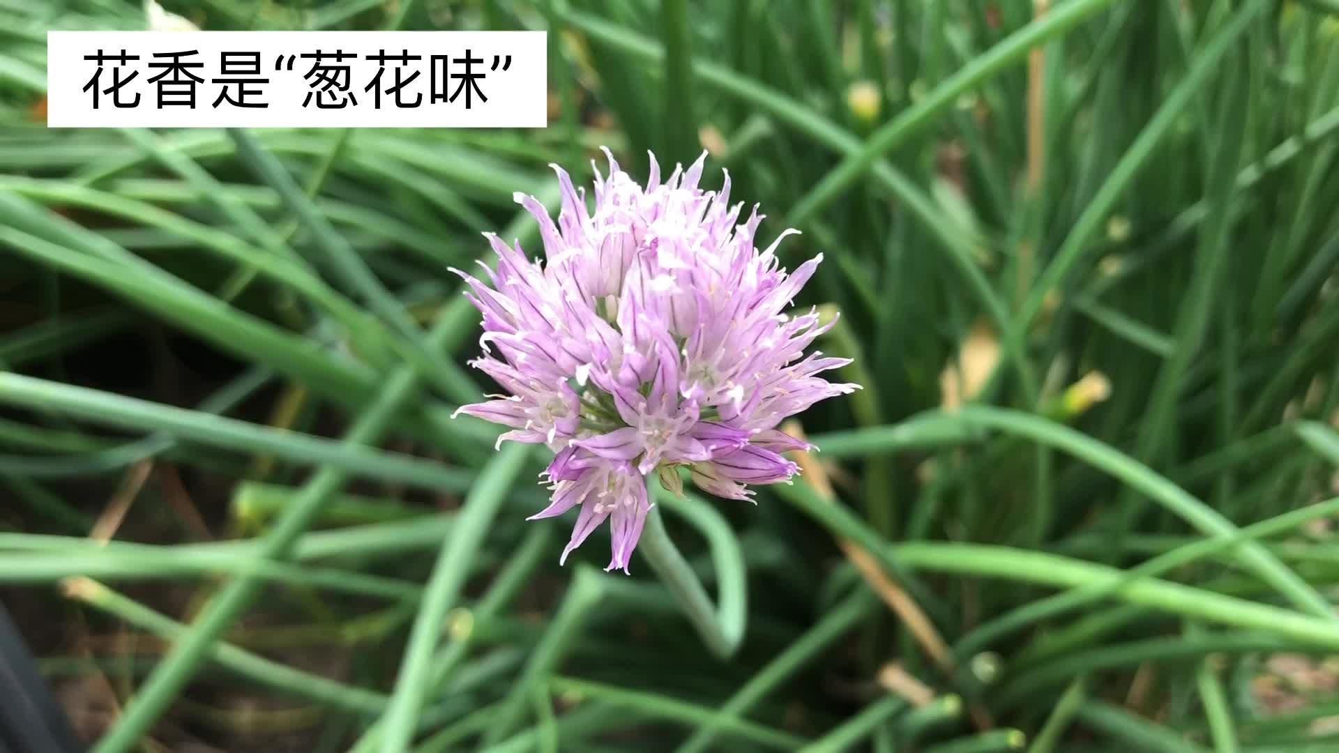 【夏花Vlog】北葱,开啦 - 知乎