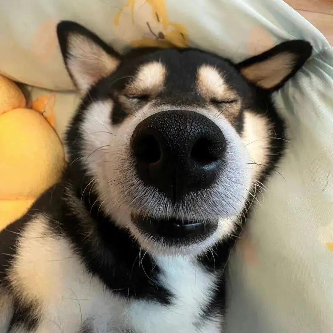 有哪些沙雕头像推荐?