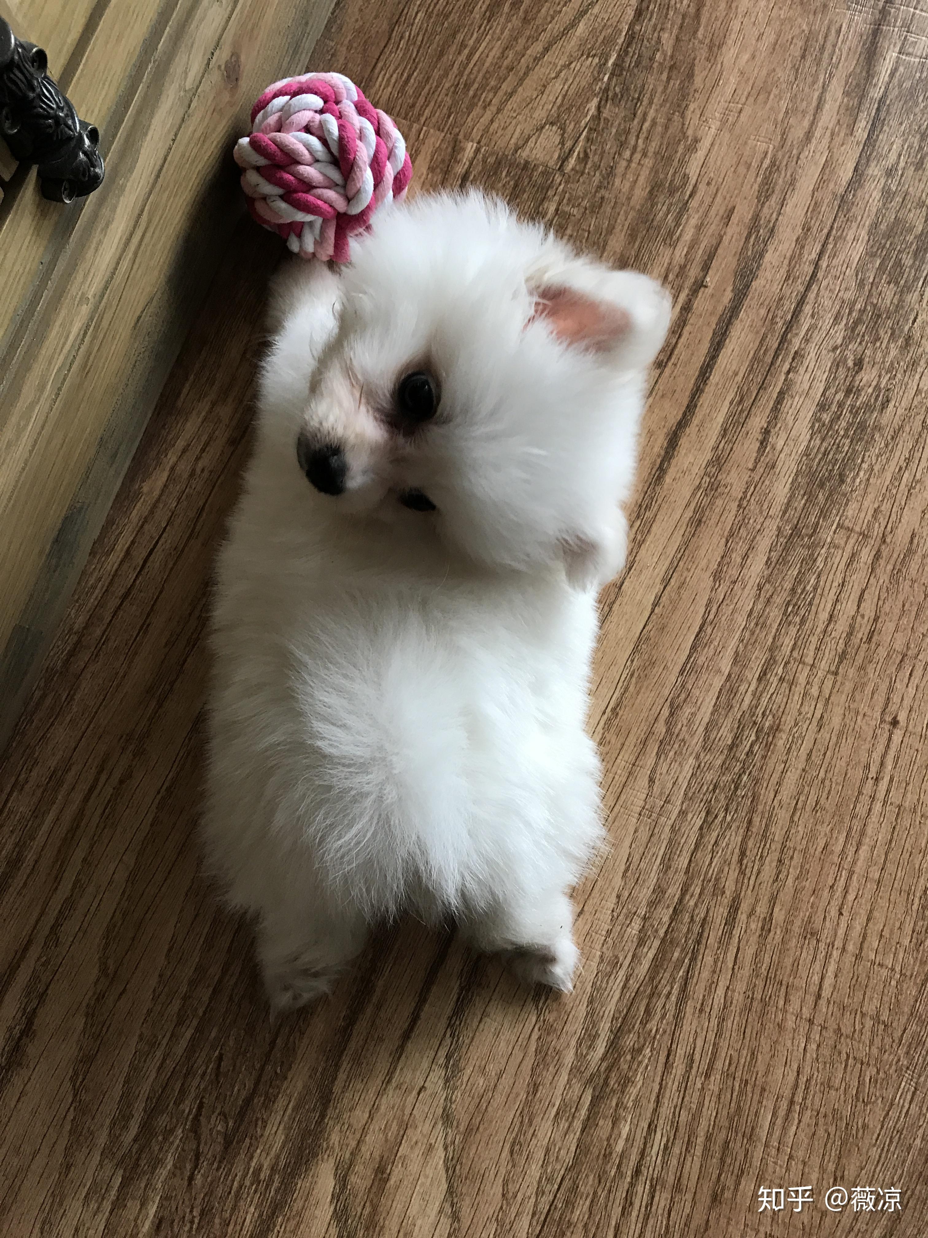 两个月大的博美怎么养