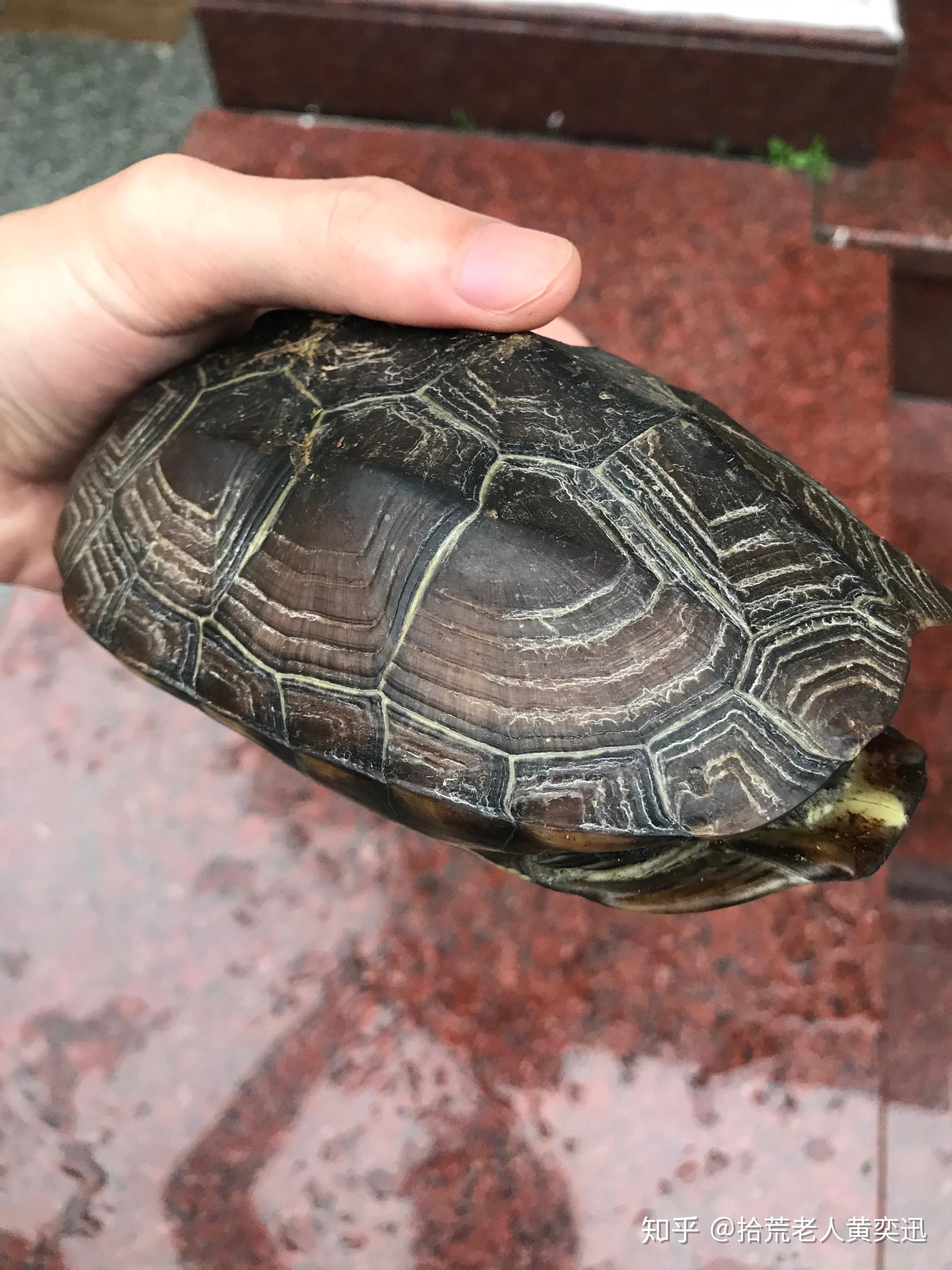 下山龟如果第一天就开食了可以继续喂吗?