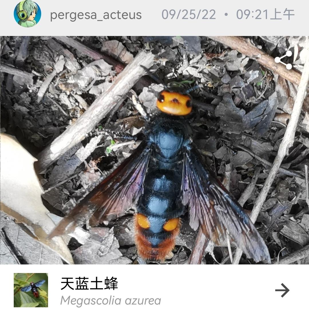 这种蜂叫什么名字?