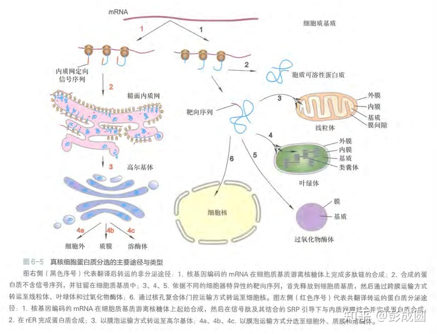 核糖体内质网图片