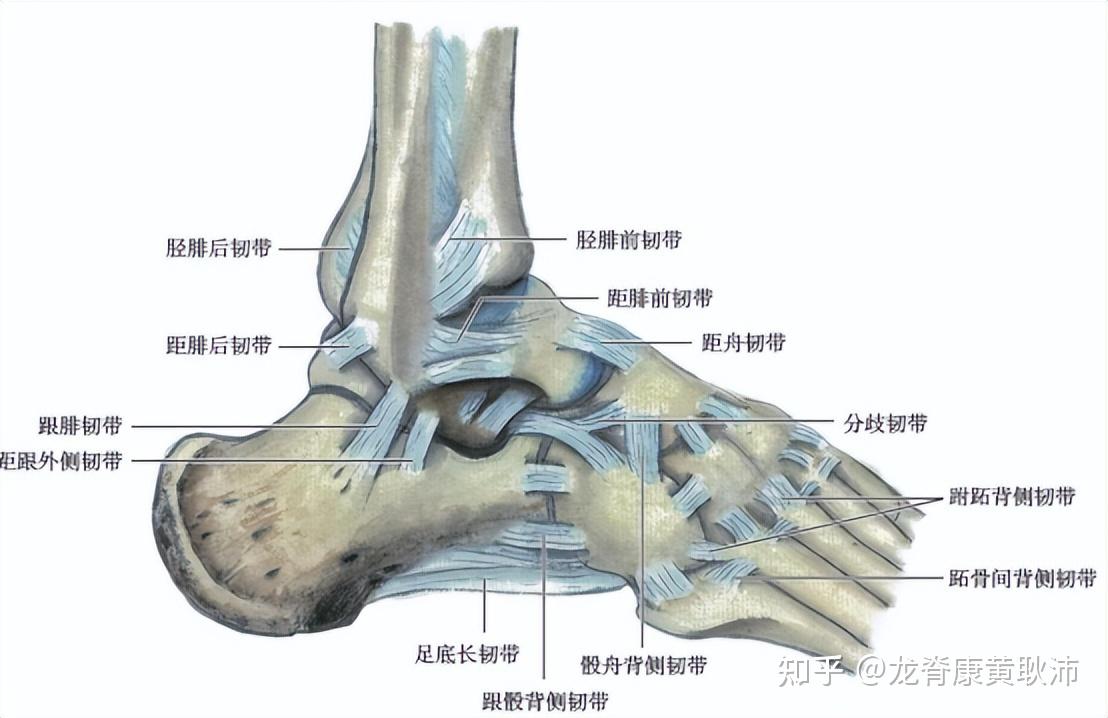 怎么练习踝关节力量加强稳定改善习惯性崴脚?
