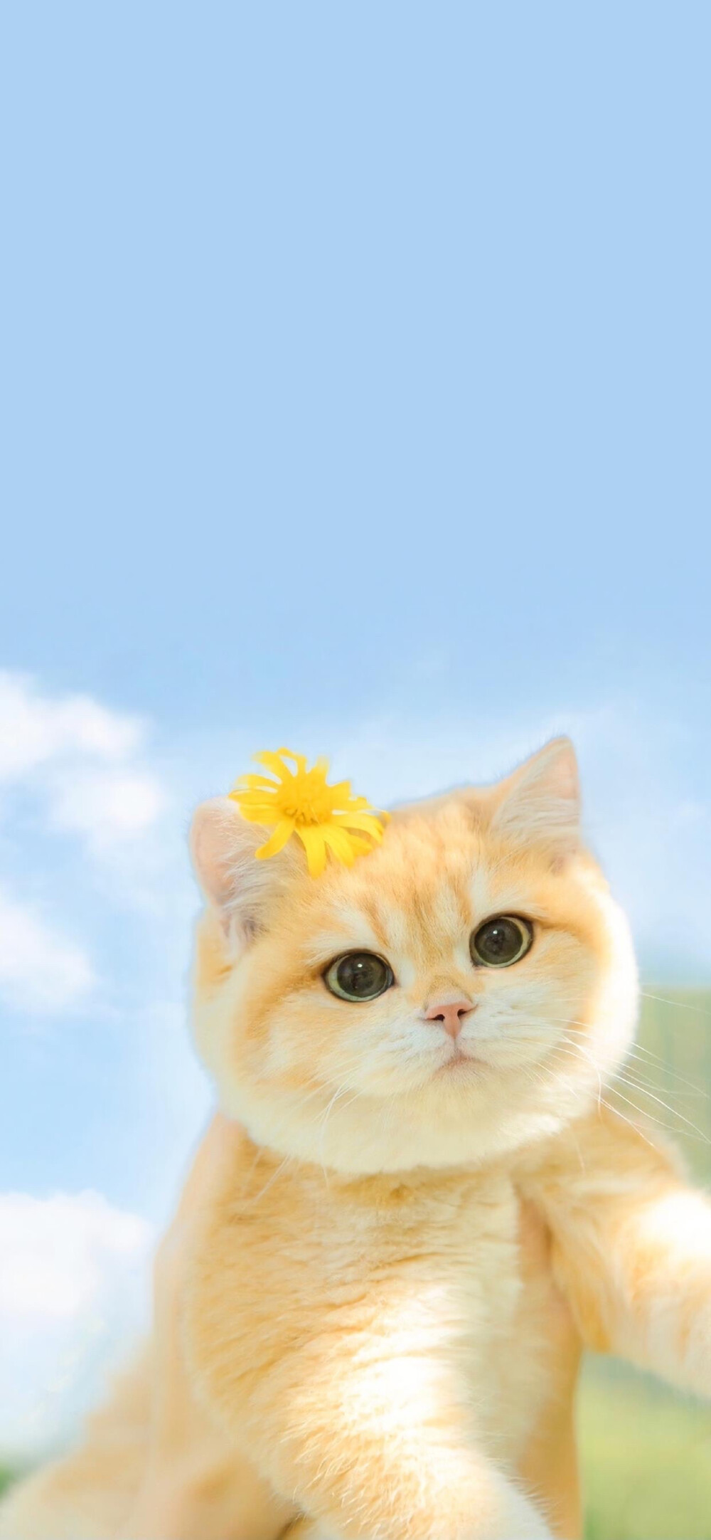 可以给我看看你们的猫咪壁纸/屏保/桌面吗? - 知乎