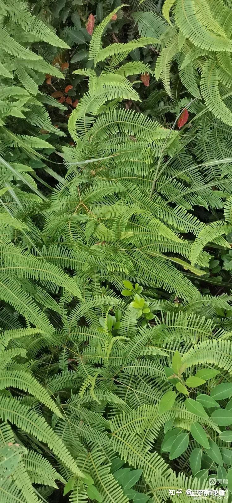 珠海琴澳深合区小横琴山本草二探 - 知乎