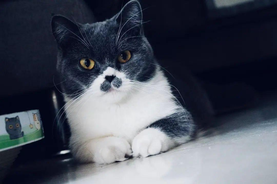 男子给自家猫取名”八嘎“,猫咪不慎走丢后,男子满小区大喊“八嘎”...... - 知乎