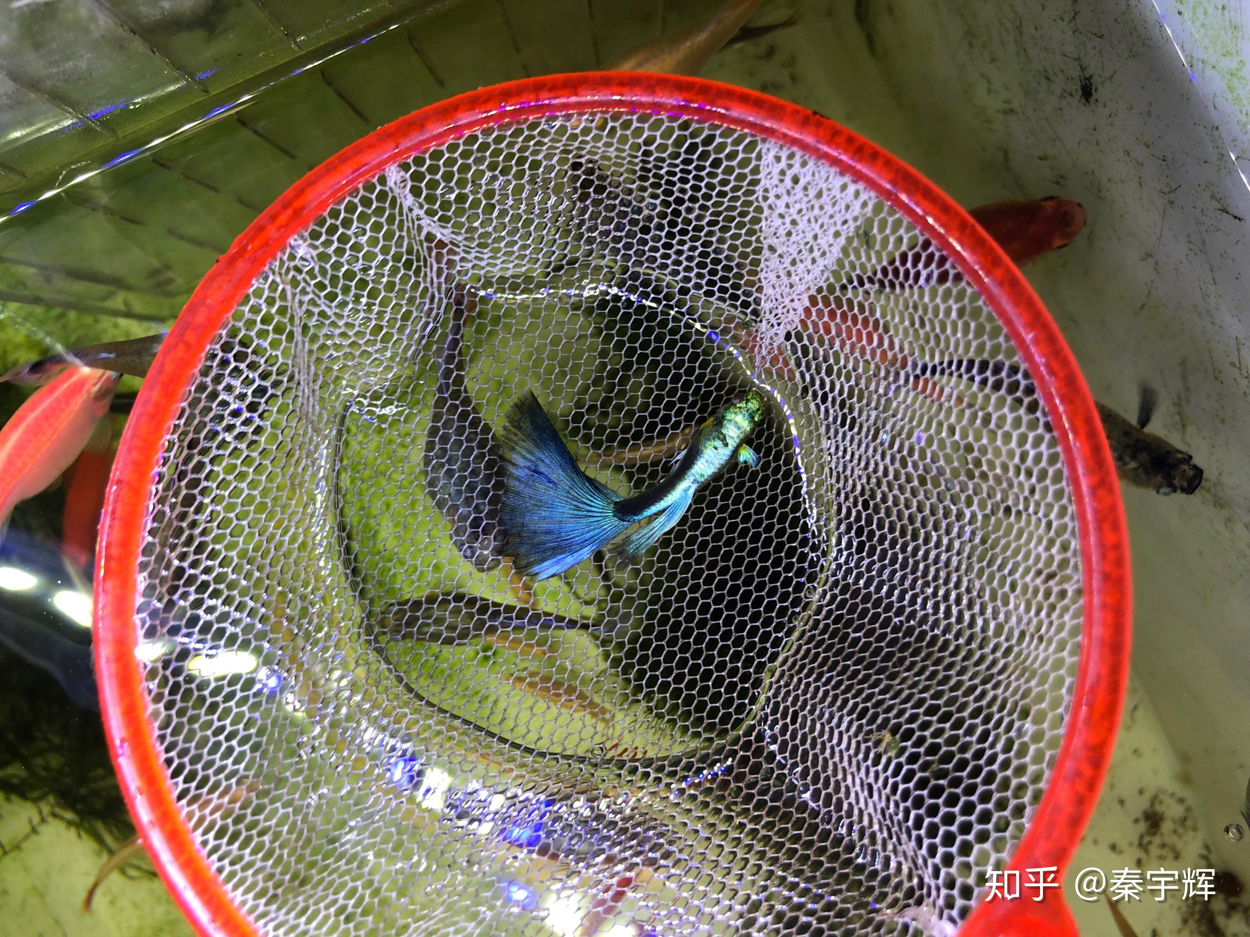 孔雀鱼全身发黑沉底,尾部烂尾是得了什么病,传染吗? - 知乎