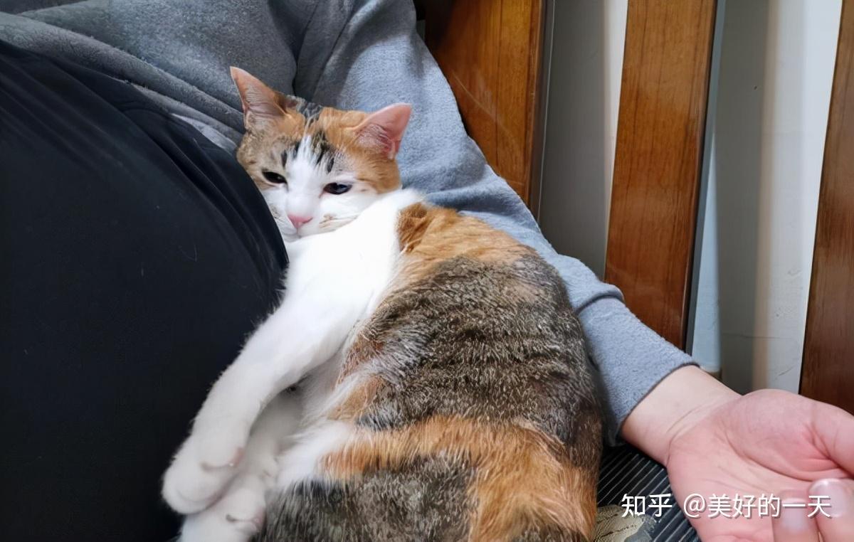 养猫，就选田园“三花猫”，好处太多了！ - 知乎