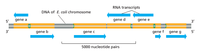 DNA 双链中两条链都能作为转录模板翻译成 RNA 吗？