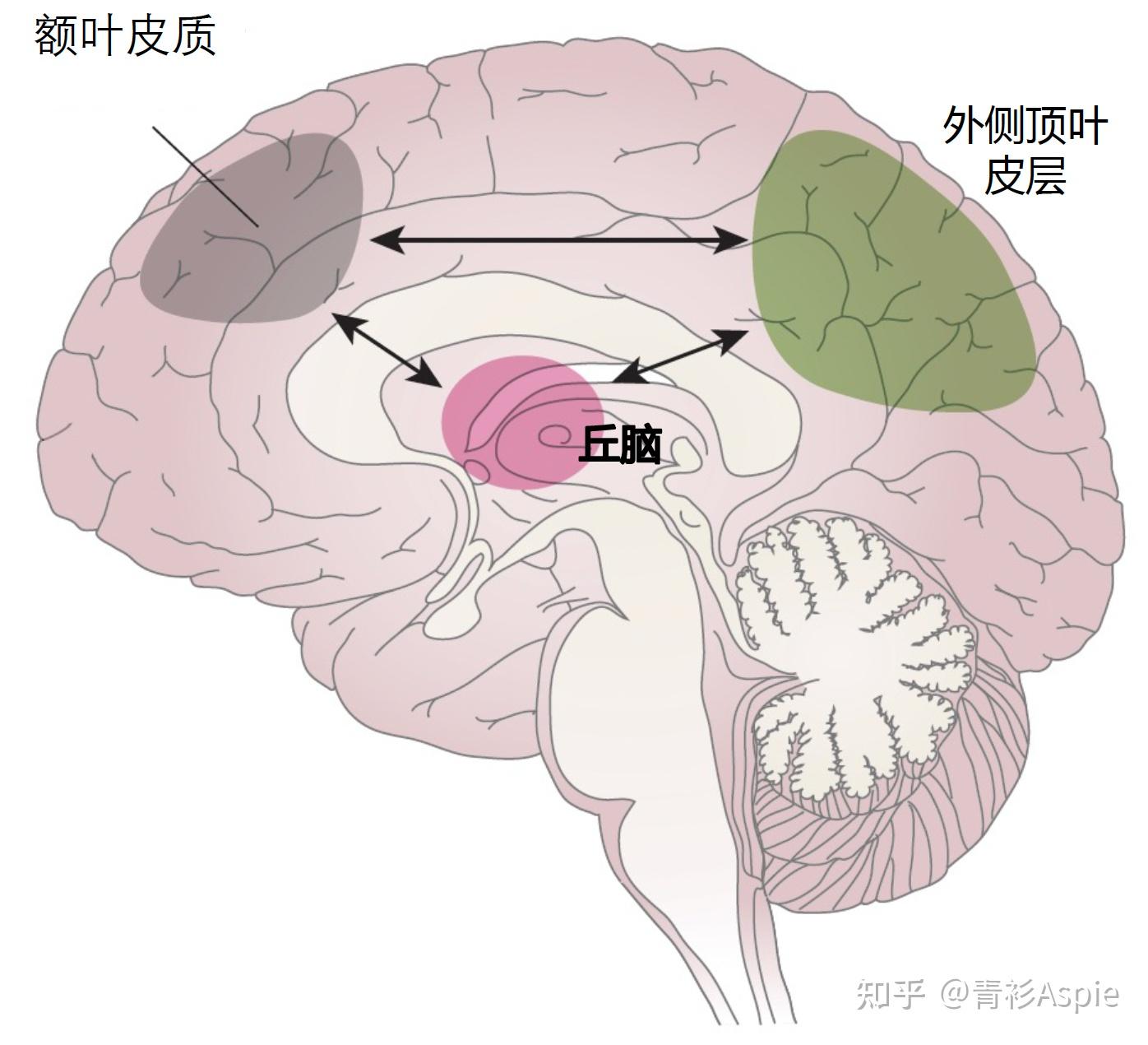多动症(ADHD)人士的大脑功能、结构与正常人群的有差异吗?如何「弥补」这种差异? - 知乎