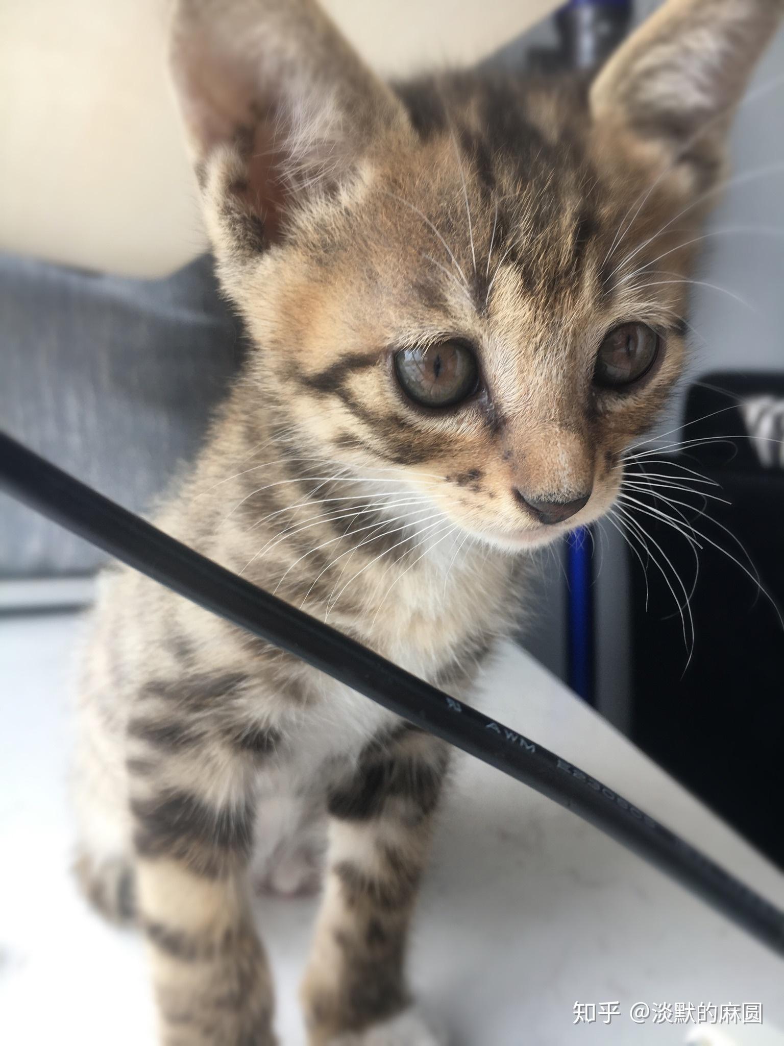 狸花猫黑色条纹太浅怎么办