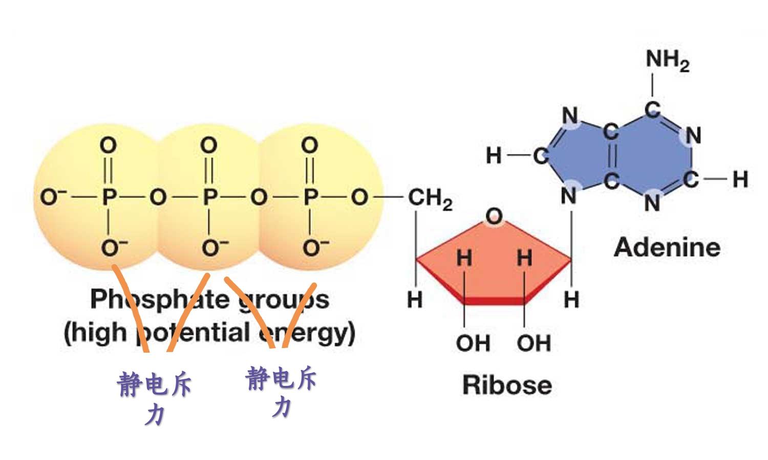 atp水解时释放的"大量能量"指的是什么? - 知乎